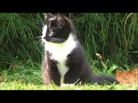 Video: Kas ir kaķu muguras trokšņa slāpētājs?