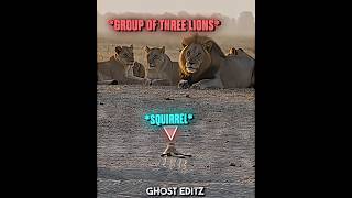 Lion Catch Squirrel She Give Feint 💀