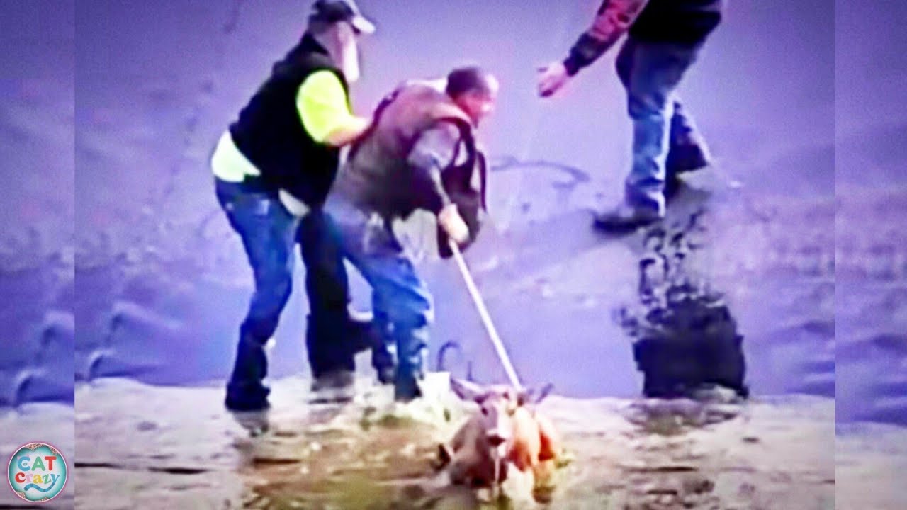 Deer Rescued From Flood Waters In Texas - YouTube