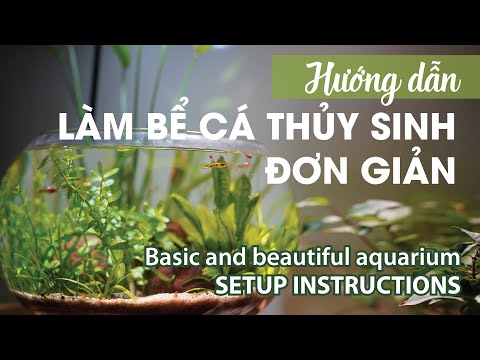 Video Tự tay làm bể cá không lọc, không sủi, cá không chết -... - youtube