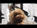 トイプードルとチワワの子犬☆犬と家族の「編集少なめ素の日常」リアルな1日に密着!