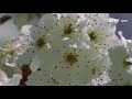 [기묘한 대자연] 꿀벌 | CCTV 한국어방송