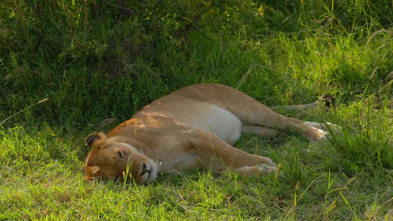 Sleeping Lioness Stock Video