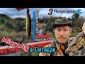 MicroJig в Октябре🍂 | Меньше Река, Больше Рыбы | 3 Микро-речки🌊