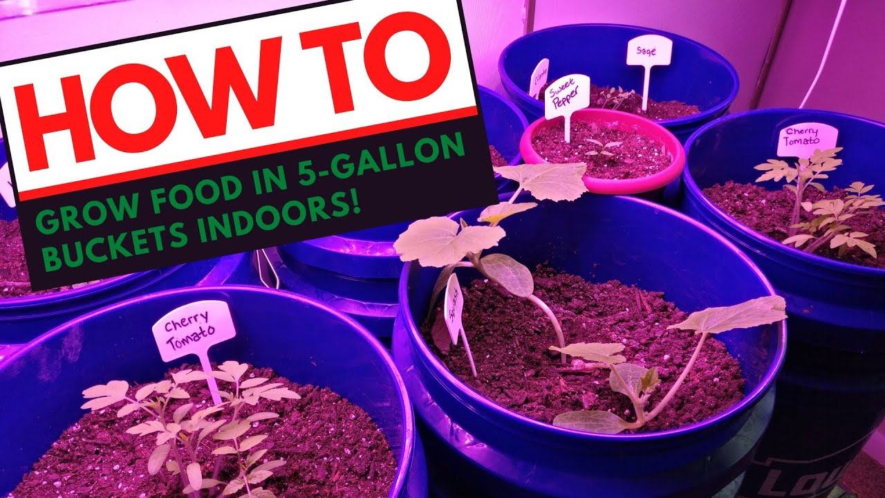 How to grow food in 5gallon buckets indoors complete guide! YouTube