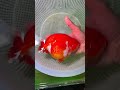 The completely red Ranchu goldfish are really extremely rare.#koi #fish #goldfish