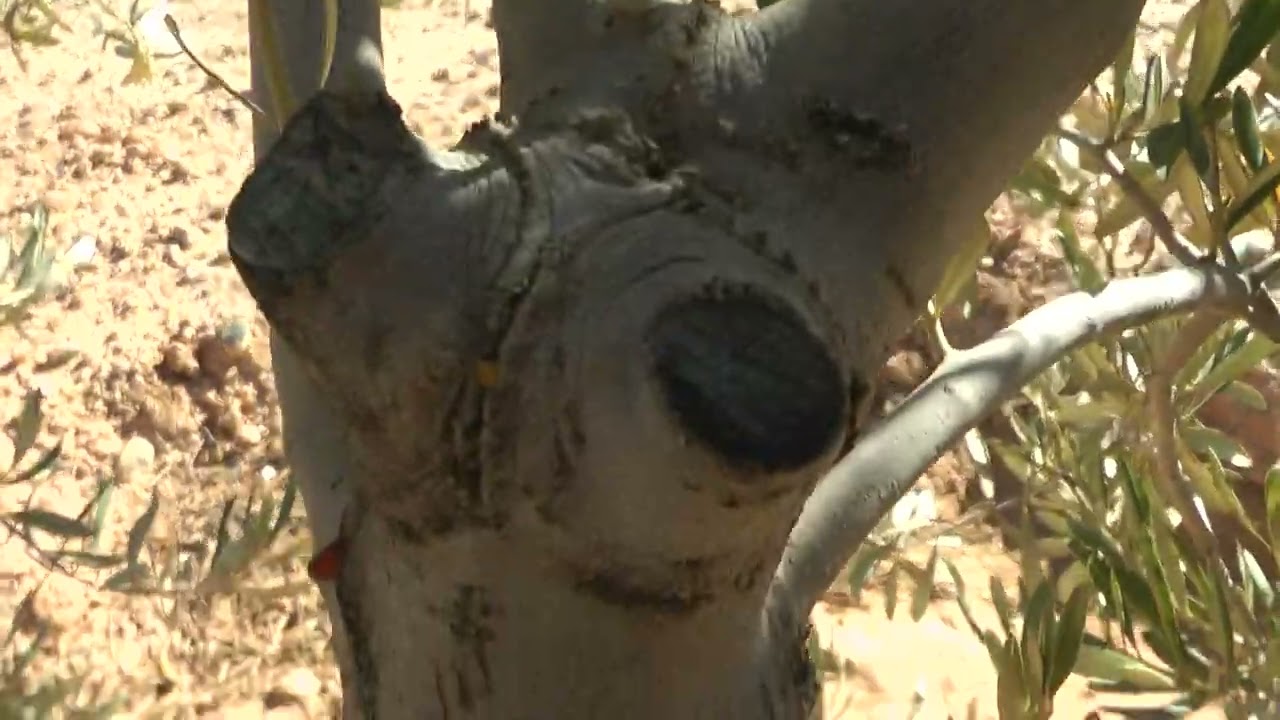 إصلاح وتجديد أشجار الزيتون المنارة من جرسيف