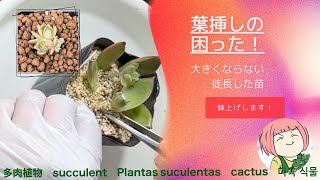 169【多肉植物】大きくならない！徒長苗