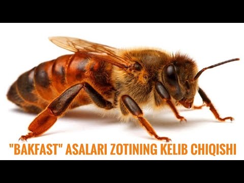 Bakfast asalari zotining kelib chiqishi