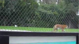 Six Flags Discovery Kingdom: Lions, Tigers... And Giraffes