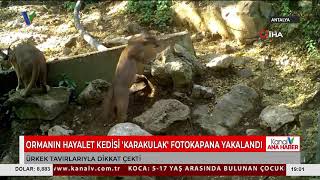 Ormanin Hayalet Kedi̇si̇ Karakulak Fotokapana Yakalandi