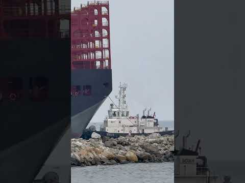 വലിയ കപ്പൽ വിഴിഞ്ഞത് Msc turkiye 9/04/2025 #msc #ship #shorts #shots #viralvideo