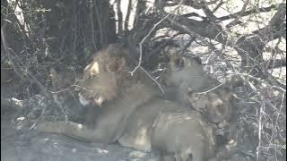Pride of 6 Lions sheltering from the sun at Phokoje Pan, Central Kalahari Game Reserve in Botswana.