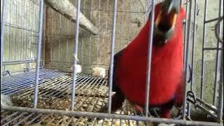 kicauan / Suara burung Nuri Bayan merah
