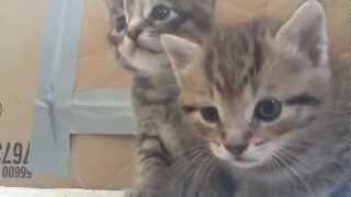 Kittens Having Fun