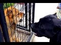 Cane corso & Korean jindo dog