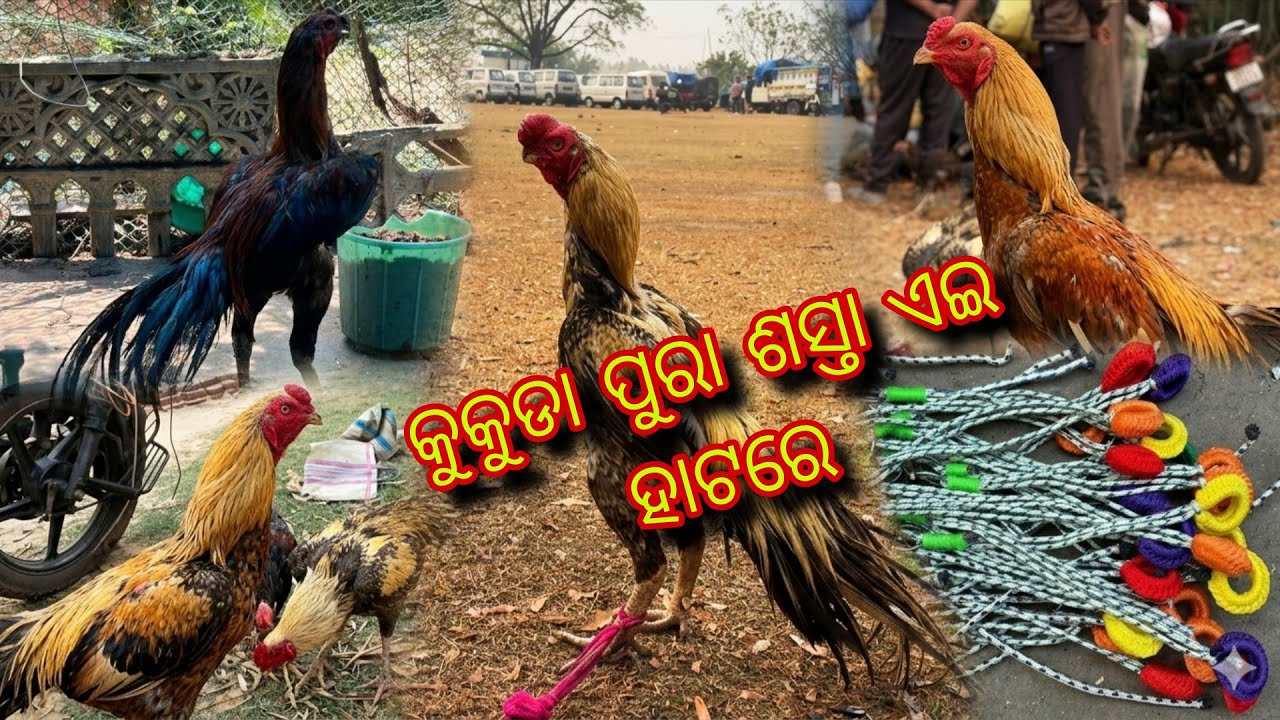 କୁକୁଡା ପୁରା ଶସ୍ତା ଏଇ ହାଟରେ ଜଲ୍ଦି ଦେଖନ୍ତୁ 💯😱