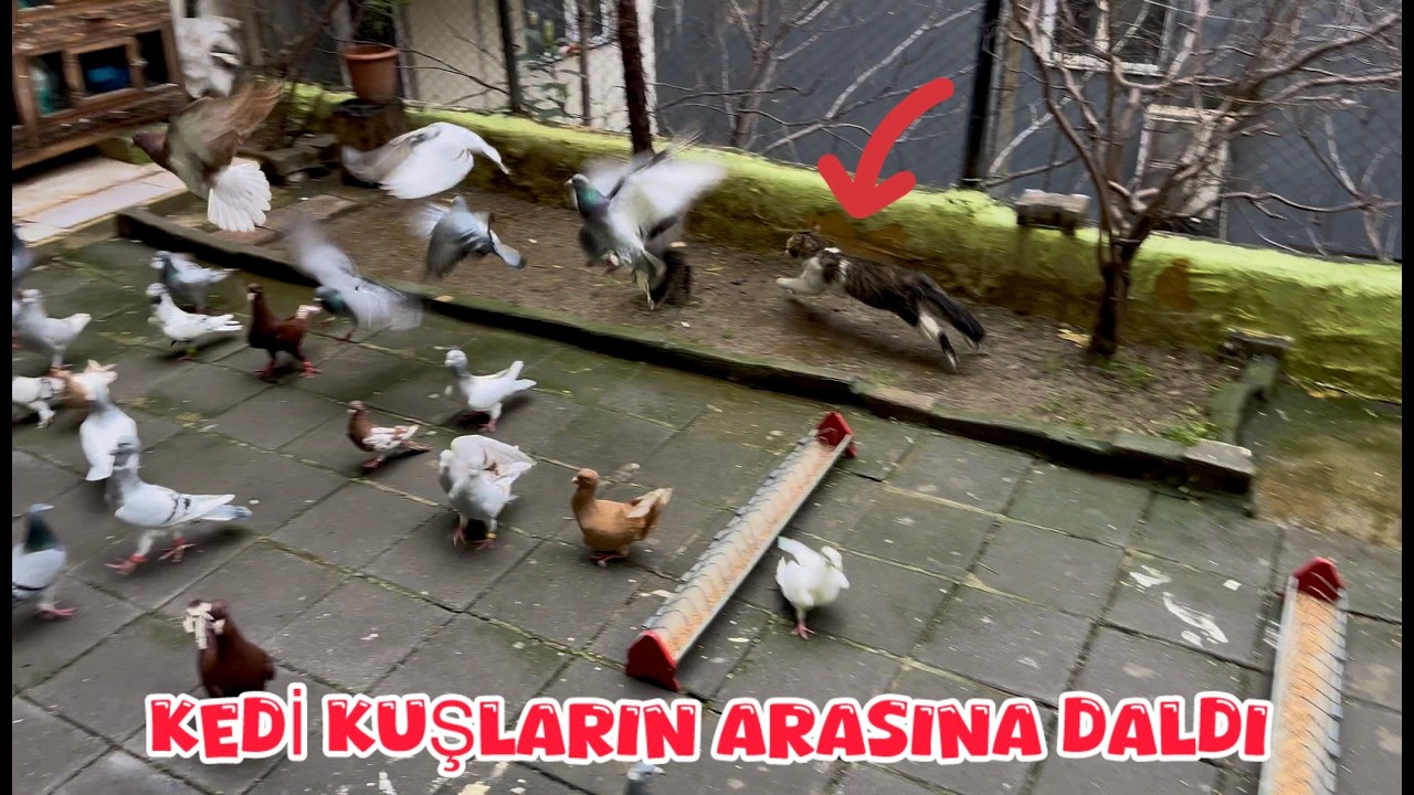 KEDİ BİR ANDA GÜVERCİNLERİN ARASINA DALDI ( ZAİYAT VARMI ? )