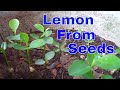 ऐसे उगाये नींबू को बीज से  /How to Grow Lemon From Seeds/tips & care  #mammalbonsai