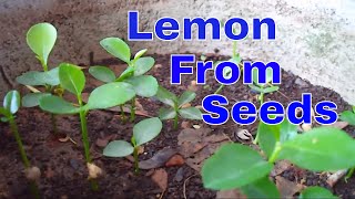 ऐसे उगाये नींबू को बीज से  /How to Grow Lemon From Seeds/tips & care  #mammalbonsai