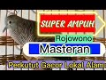 Suara perkutut rojowono lokal alam gacor super ampuh