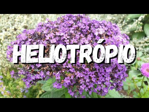 Vídeo: Informações sobre flores de heliotrópio - Como cultivar heliotrópio e cuidados com heliotrópio