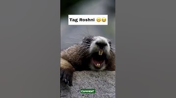 Name Roshni 😆 #tags #funny #viral #name #whatsapp #roshni