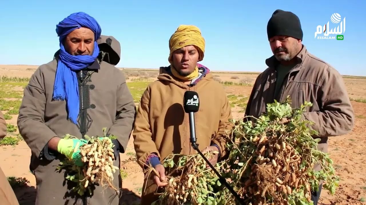 الاغواط  الموالون ببلدية بن ناصر بن شهرة يشتكون غياب الكهرباء الفلاحية