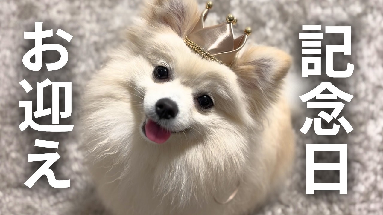 Anniversary] It's been one year since I brought home my adorable