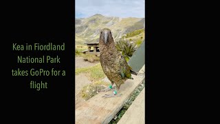 Download Lagu Kea Flies away with GoPro MP3 Download Lagu Kea Flies away with GoPro MP3
