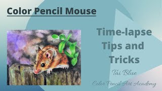 Color Pencil Mouse Drawing | Time Lapse | Tips and Tricks too!