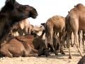 Camels in Village Near Bikaner India