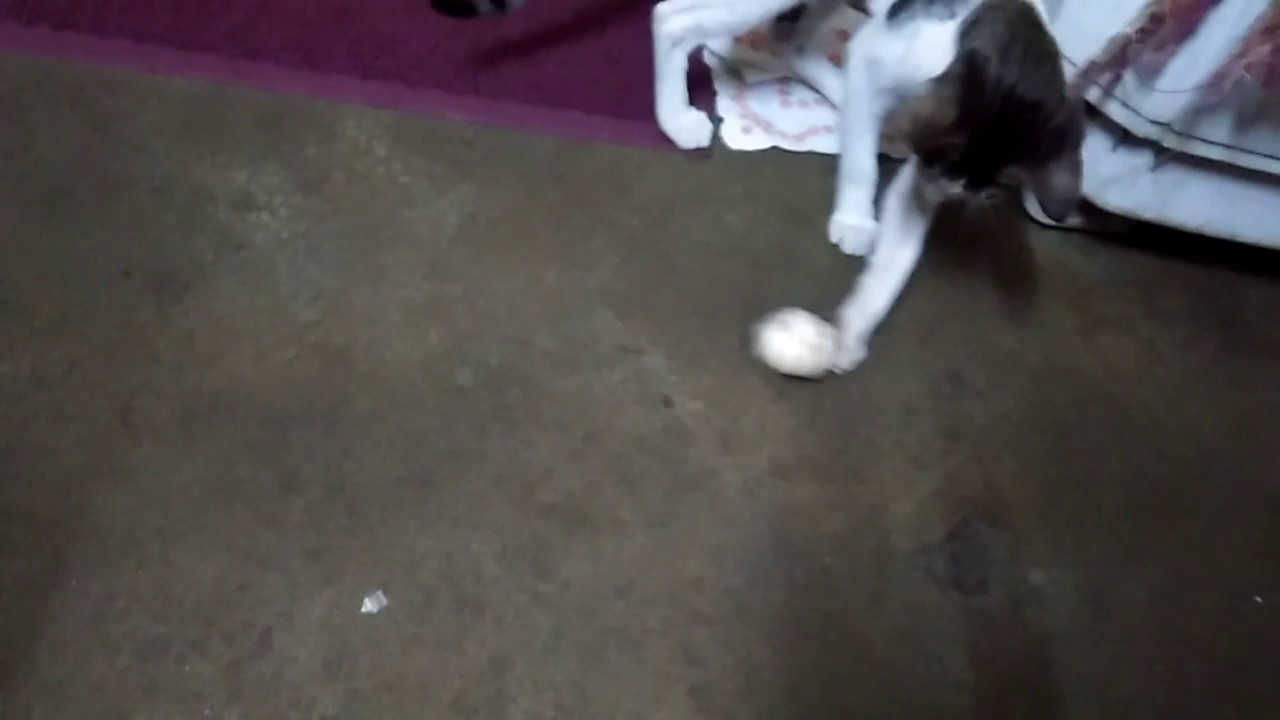 Kitten played with garlic YouTube