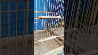 Download Lagu Anakan Cucak Rowo MH Belajar Bunyi 5,5 Juta Fulset WA 085101678509 MP3 Download Lagu Anakan Cucak Rowo MH Belajar Bunyi 5,5 Juta Fulset WA 085101678509 MP3