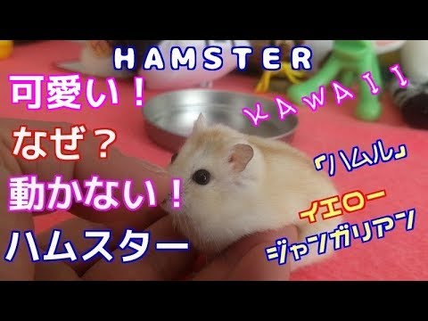 可愛い なぜ 動かない ハムスター イエロー ジャンガリアン ハムスター Why Does Not It Move Hamster Youtube