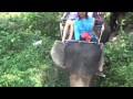 Катание на слонах Као Лак Таиланд