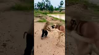monkey dog comedy #funny #viral #video #trendingshorts
