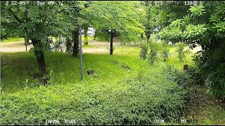 【 LIVE 】JAPAN 東京都足立区立みだまえ公園 ライブカメラ TOKYO MIDAMAE PARK  LIVECAMERA