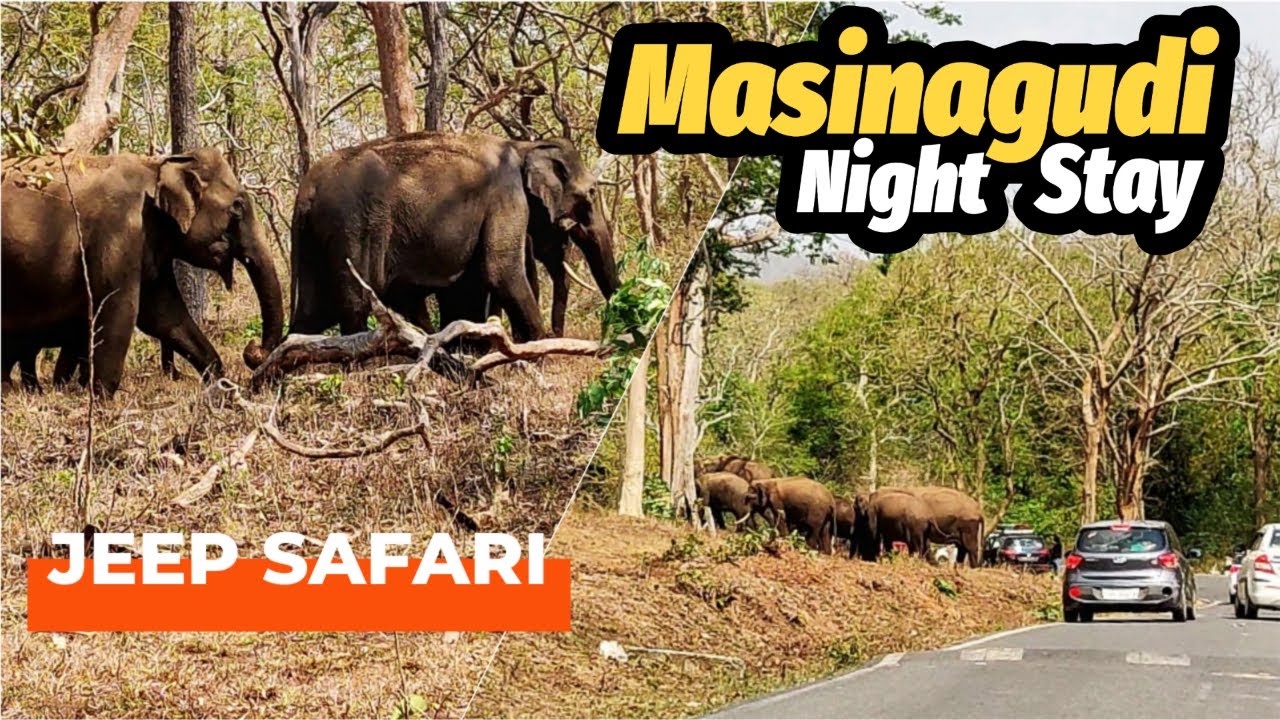 masinagudi safari timings