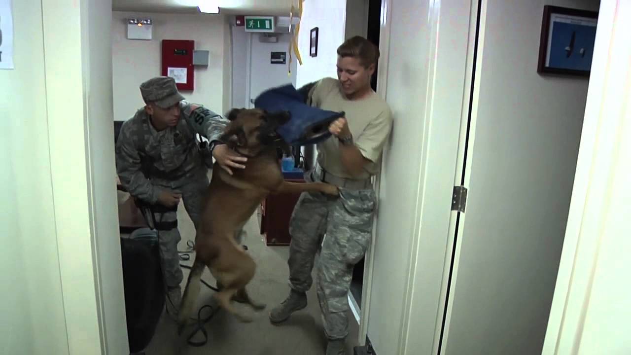 military dogs in action