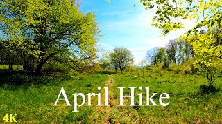 50 Minutes Of April Hike In Nature | 4K | ASMR | Spring Walks | Forest Trail | Pure Sounds Of Walk