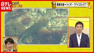 【話題】“海の厄介者”正体は？SDGsを身近に…『マスイチ』