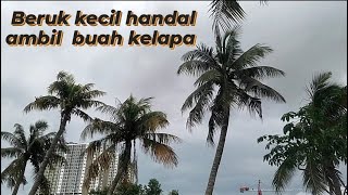 Beruk kecil handal ambil buah kelapa