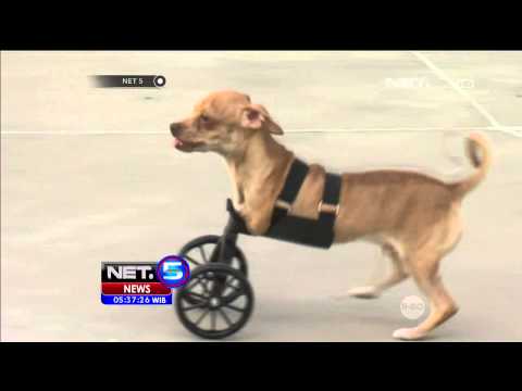 Video: Kaki Palsu Membuat Anjing Diamputasi Empat Kali Lipat