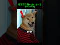 飼い主にまで切れてしまうゲーマーすぎる犬www