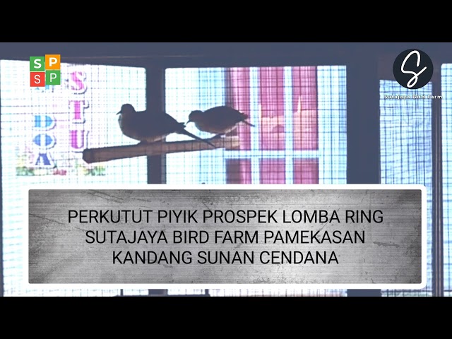 Perkutut Piyik Prospek LOMBA Ring Sutajaya Bird Farm Pamekasan Kandang S. Cendana | Seputar Perkutut class=