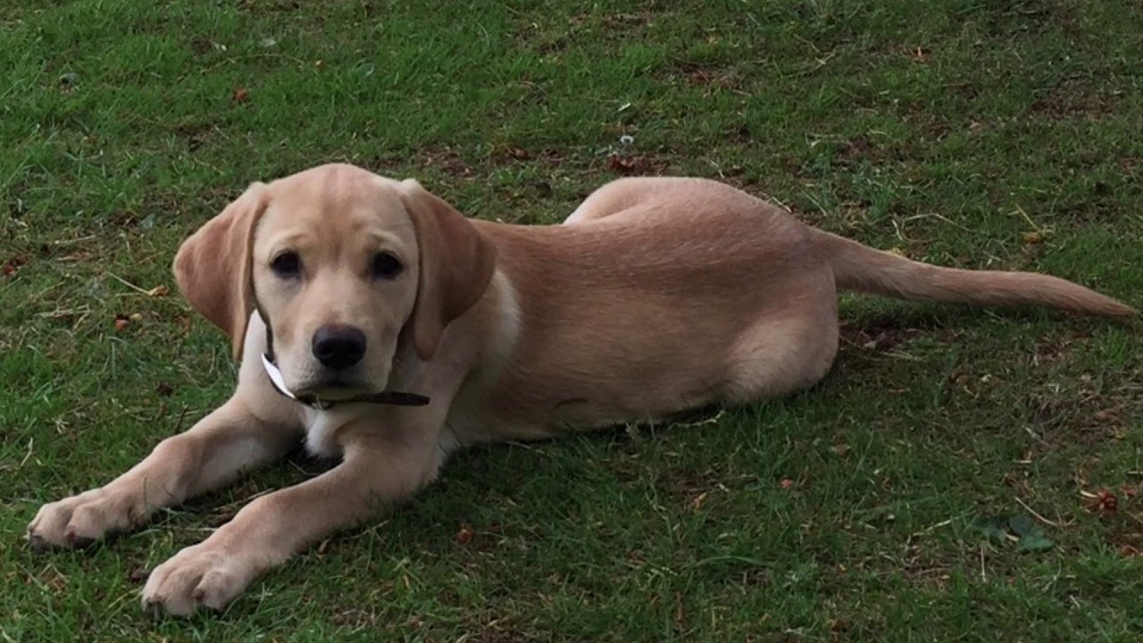 The Pups of Downton Abbey camera iphone 8 plus apk