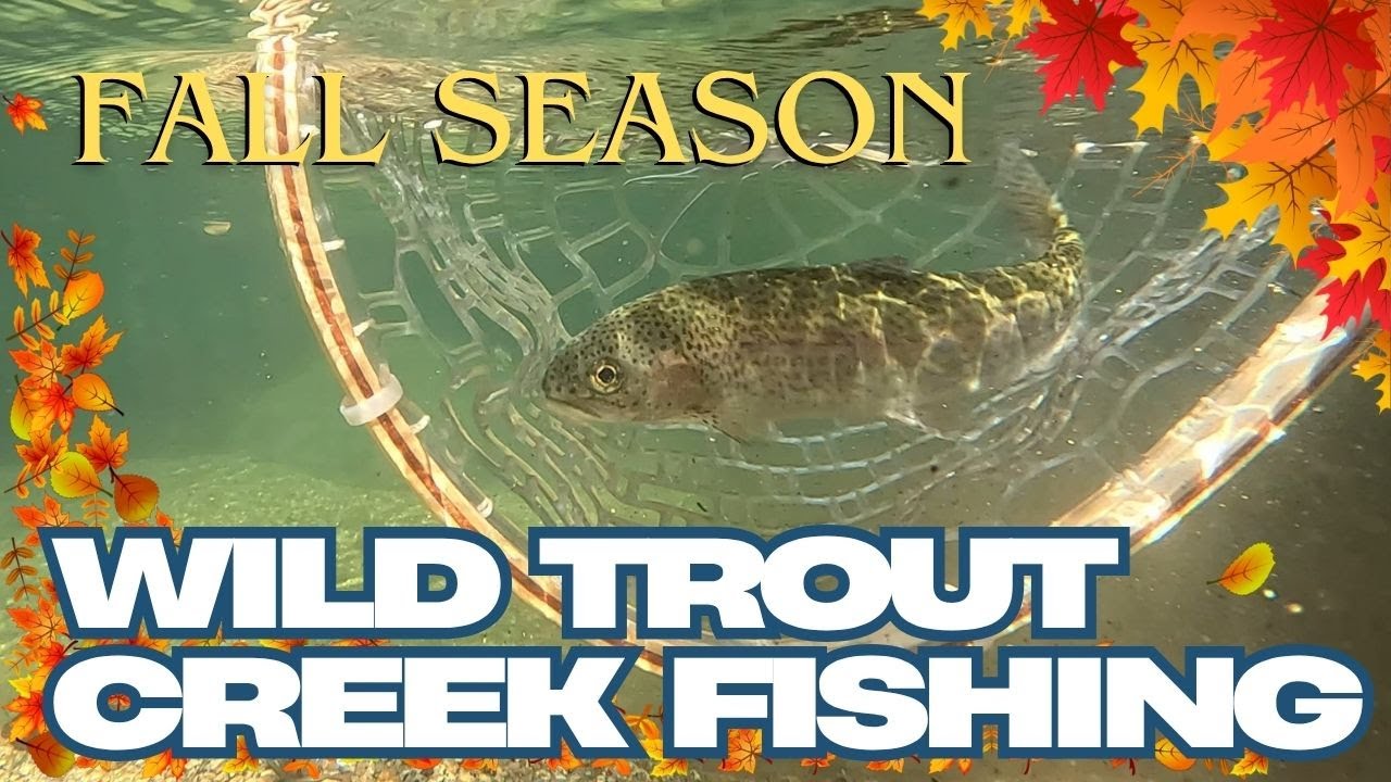 FALL FISHING: Wild Trout in Eastern Sierra Creeks