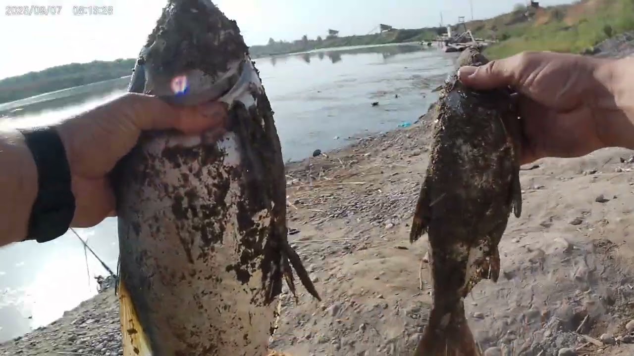 Сырдарья всегда радует клевом.