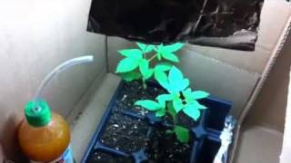 Stealth Grow box (Week 2)
